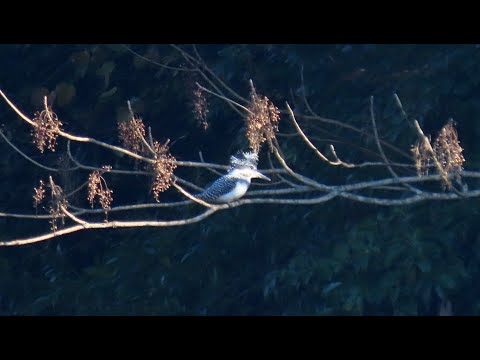 ヤマセミMOVIE 211212AM