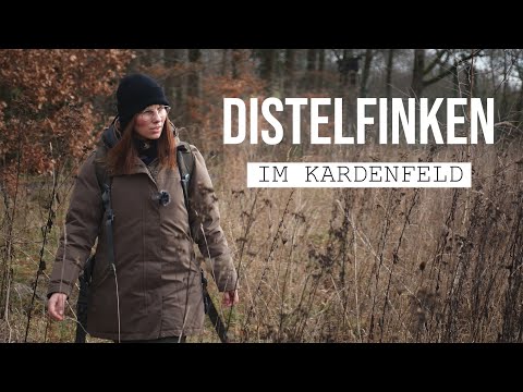 So bunt kann der Winter sein - Distelfinken fotografieren im Kardenfeld