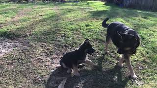 Willow at 8ish weeks.. Taking on the BIG GIRL.. ELSA  #shorts