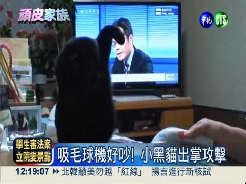 吸毛球機好可怕? 小黑貓嚇呆了!