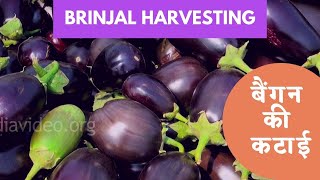 Brinjal Farm in Boregaom, Nagpur