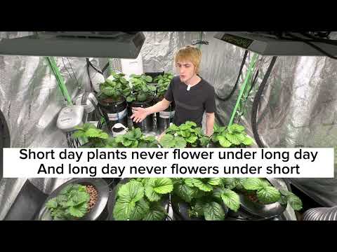 How to grow indoors hydroponic strawberries at home year round