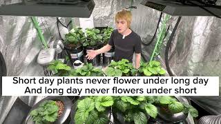 Thumbnail for video: How to grow indoors hydroponic strawberries at home year round