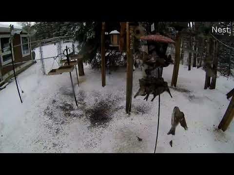 Redpoll-A-Palooza - Time Lapse Part 2 - Common Redpolls/Hoary Redpolls - 2022/01/18 - BirdCam 2