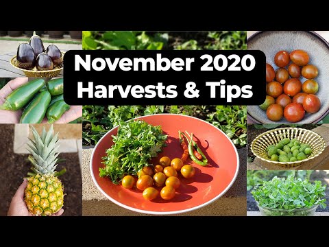 Gardening EPIC Garden Harvests FALL Organic Gardening Prep Garden Tour
