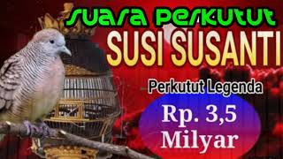 Download lagu Suara Perkutut Susi Susanti Perkutut Legenda Rp. 3,5 Milyar mp3 Download lagu Suara Perkutut Susi Susanti Perkutut Legenda Rp. 3,5 Milyar mp3