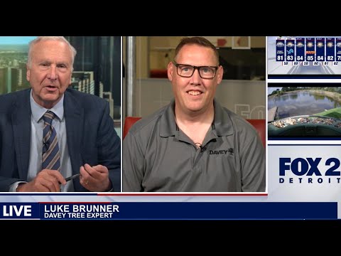 Gardeners Beware: The Box Tree Moth