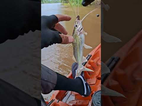 Rio pimenta bueno Rondônia #pescaria