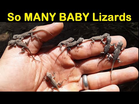 image-Where can I find pictures of baby lizards?