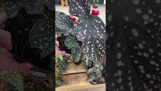 I gasped when I saw these plants 🪴 👀 #plants #plantshopping #indoorplants