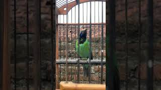 Download lagu Emosi Cucak Ijo Gacor #kicaumania #cucakijoisiankasar #masteranburung #tengkekbuto mp3 Download lagu Emosi Cucak Ijo Gacor #kicaumania #cucakijoisiankasar #masteranburung #tengkekbuto mp3