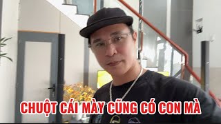 CHUỘT CÁI MỘT LẦN NỮA TẤN CÔNG CON LÊ MINH 