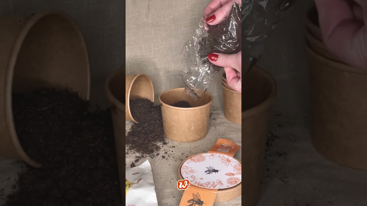 Bienenwiese Pott zum Aussäen für mehr Umweltschutz
