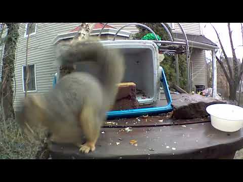 May this squirrel remind you for the simple pleasures