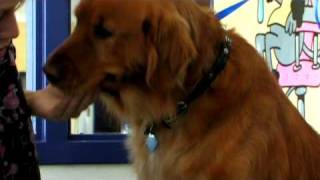 Dog Grooming : Do-It-Yourself Dog Grooming Table