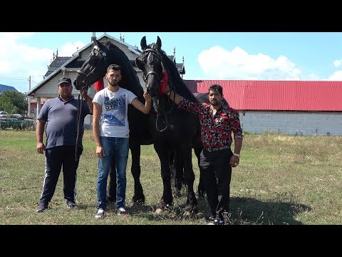 Caii lui Utu de la Hateg, Hunedoara - Prezentarea cailor - 2019 Nou!!!