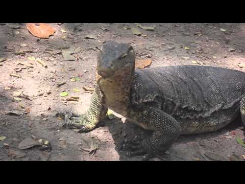 Insect O. - Rusty [ETUILTD002]