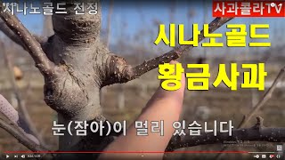 시나노골드. 황금사과 전정 요령