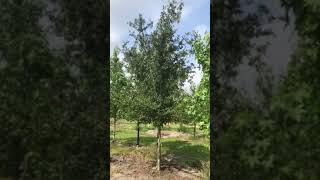 Live Oak Tree 15' For Sale Planted and Guaranteed