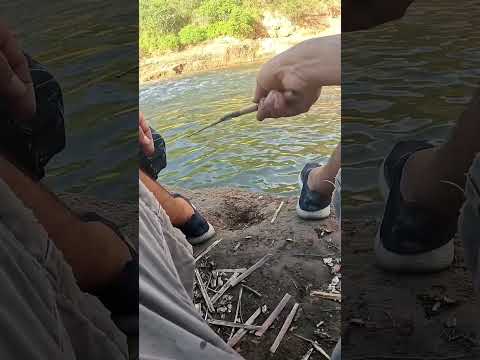 Pesca y Cocina en LOS PUESTOS, Bagres y Asado #pesca #fishing #argentina #fish #tucuman