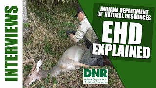 What is EHD and What does a hunter needs to know about EHD