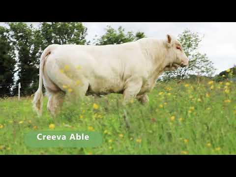 Charolais bull(fiston) - Image 2