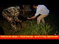 Приехали овцы с племзавода "Волгоград-Эдильбай" Приехали овцы с племзавода "Волгоград-Эдильбай"