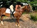 WOMAN RIDING HORSE