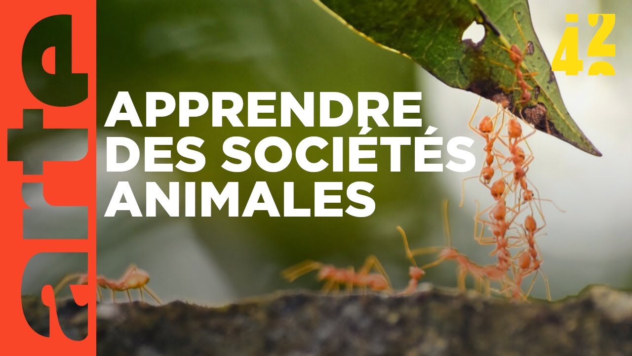 Les animaux gouvernent-ils mieux que nous ? | 42 - La réponse à presque tout | ARTE