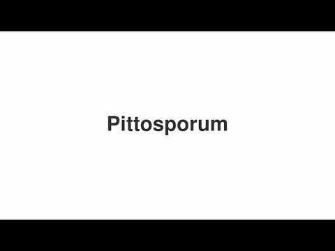 How to Pronounce "Pittosporum"