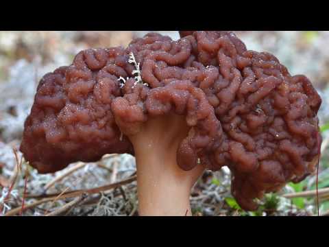 5 More Poisonous Mushrooms to Stay Away From