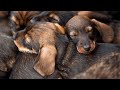 Mecklenburg Vorpommern Einbrecher Setzen Haus Unter Wasser Und Töten Hundewe Deutschland News