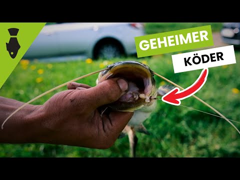 Geheimtipp - Mit diesem Köder fängst du AAL und WELS für die Küche