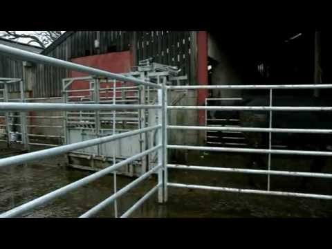 Lambing Live 2011 - Episode 4