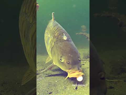 increíble peces comiendo de fondo #peje #pescagigante #pesca #youtubeshorts #video# viral