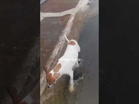 Chuva pegou em Mirante Bahia até os animais se alegre 