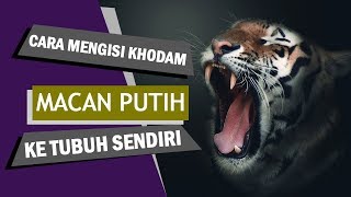 Download lagu Cara Mengisi Khodam Macan Putih Ke Tubuh Sendiri, Gunakan Mustika Ini! mp3