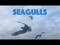 Seagulls At Navigation Park Altrincham
