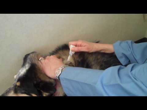 How to Apply Flea & Tick Topical Medication to a Pet