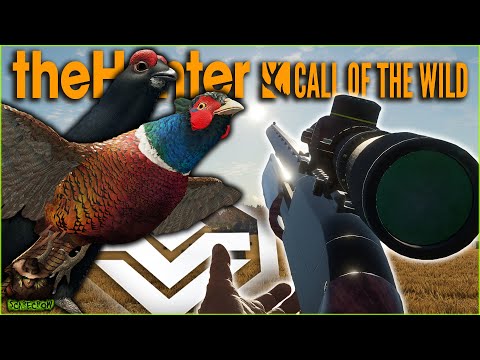 Diamond Black Grouse & Pheasant On A ROAMING Hunt At Salzwiesen Park! Call of the wild