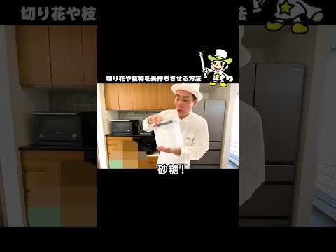 蘭の花を長持ちさせるための適切なケア  庭園