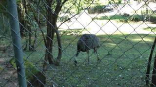 preview picture of video 'Schwarzwald - Zoo  Waldkirch'