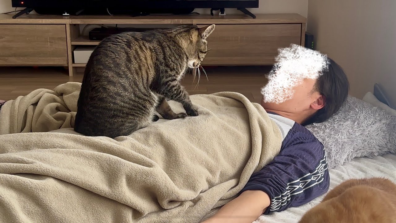 元猫嫌いなパパが猫にフミフミで起こされたらまさかのこうなりました