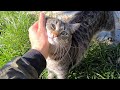 Tabby Cat approaches me and asks me to show him affection.