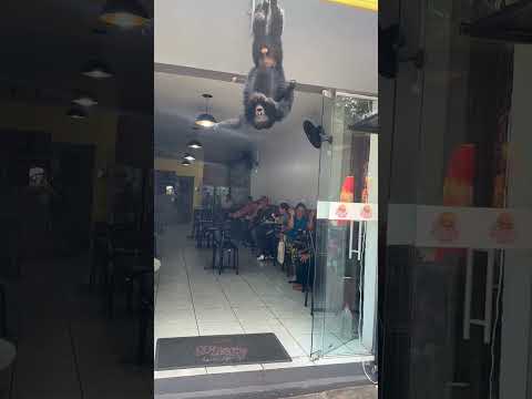 Monkey hangs upside down outside store in São Francisco de Assis, Brazil