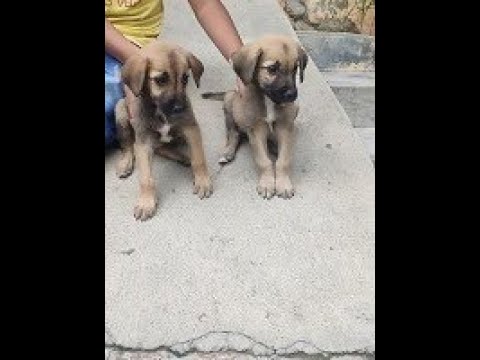 1. Love and Respect Animals | Dogs special | WFHkefayde