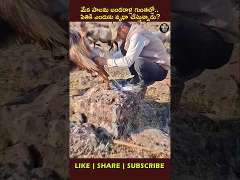 Why Is He Pouring Goat Milk Into a Rock? 🐐😱 #youtubeshorts #ytshorts #viral
