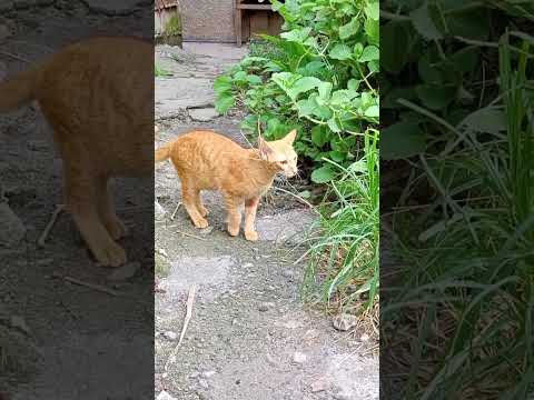 Si Chuchay at kirat #catlover #cat