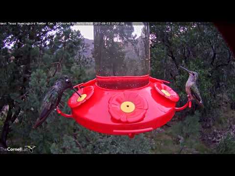 Juvenile and Adult Male Rivoli's Hummingbirds Swap Time In West Texas — Sept. 13, 2017