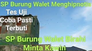 Download lagu SP Burung Walet Birahi Minta Kawin Menghipnotis Walet mp3 Download lagu SP Burung Walet Birahi Minta Kawin Menghipnotis Walet mp3